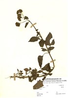 藏品(藿香薊)的圖片